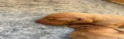 Hungarian Vizsla dogs for sale: 5 handsome hungarian vizsla puppies for sale - Advert 29