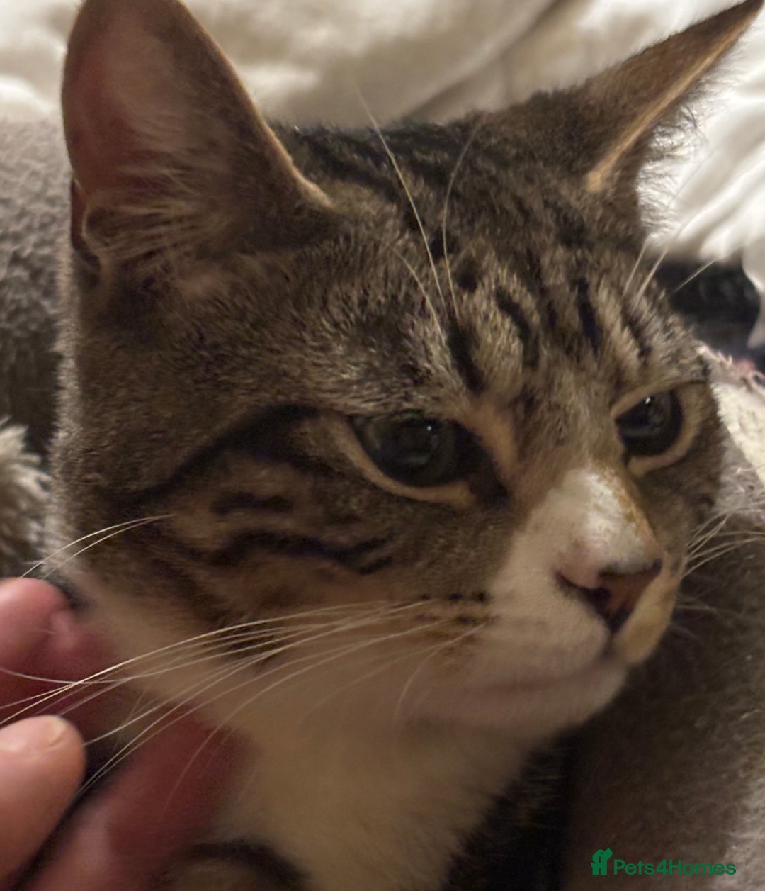 Mixed Breed cats for adoption: 9 mth old boy, vaccs, neut, would like a play mate - Advert 2