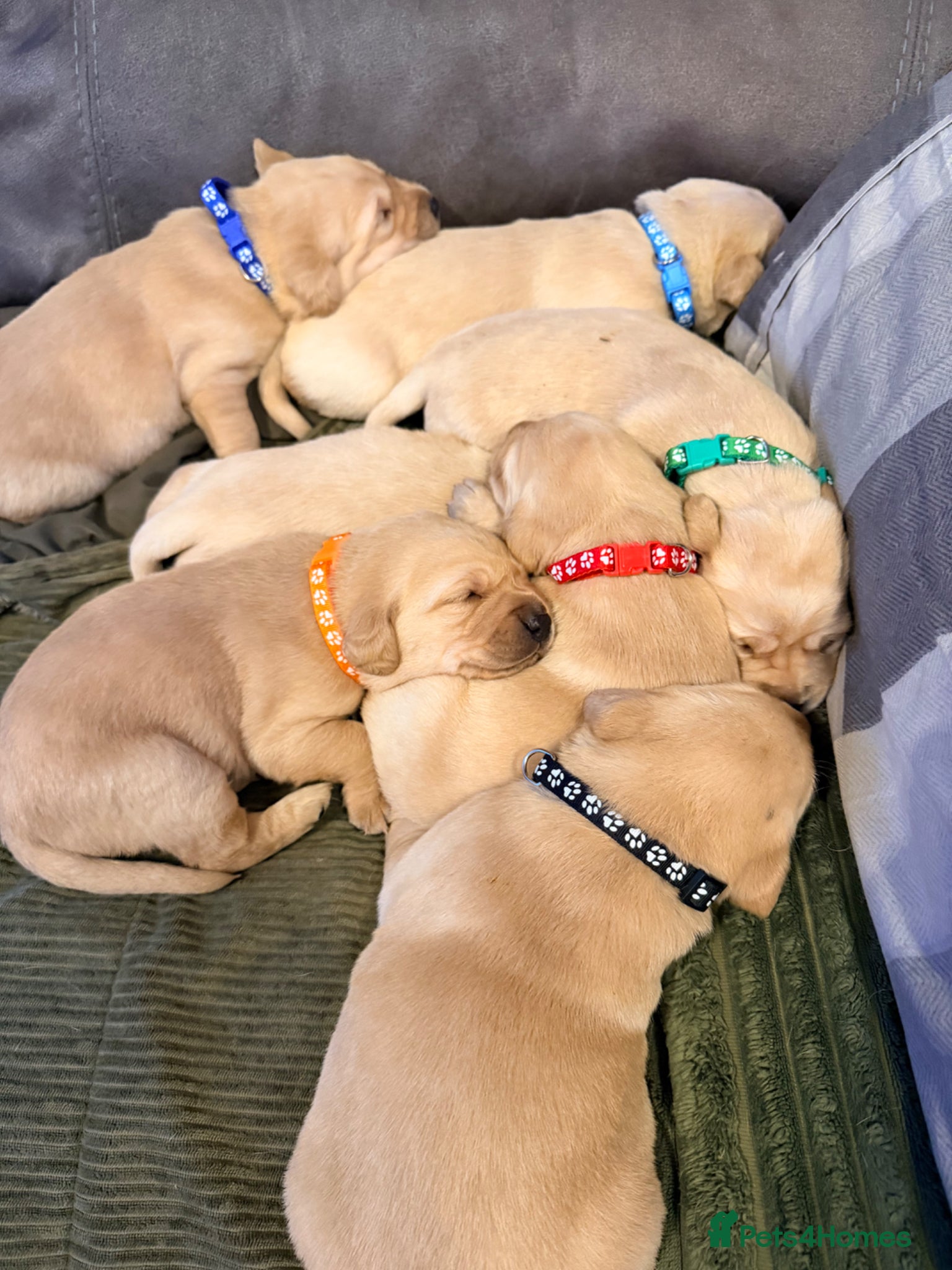Labrador Retriever dogs Working Yellow Labrador Retriever Pups - Advert 4