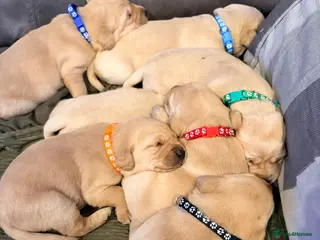 Labrador Retriever dogs Working Yellow Labrador Retriever Pups - Advert 4