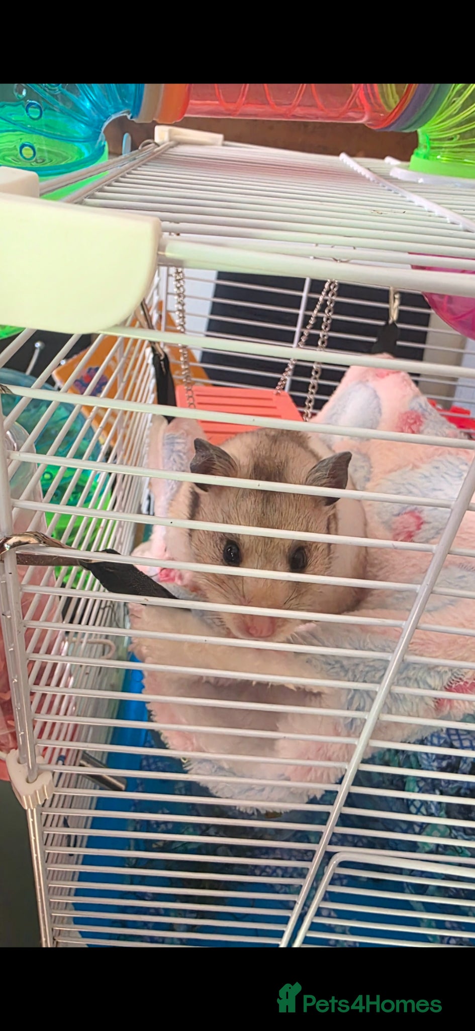 Hamster rodents Female Syrian Hamster  - Advert 8