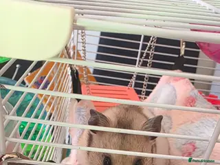 Hamster rodents Female Syrian Hamster +cage &accessories - Advert 3