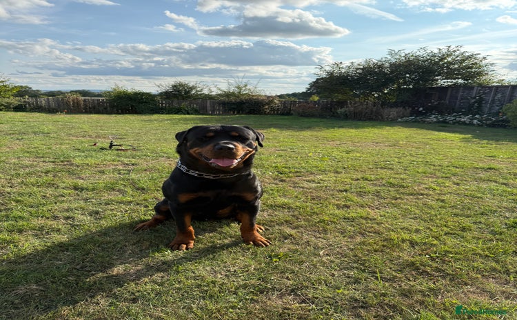 Rottweiler dogs - Advert 1