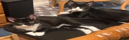 Mixed Breed cats for sale: Semi Feral Kittens in Newbury - Advert 1