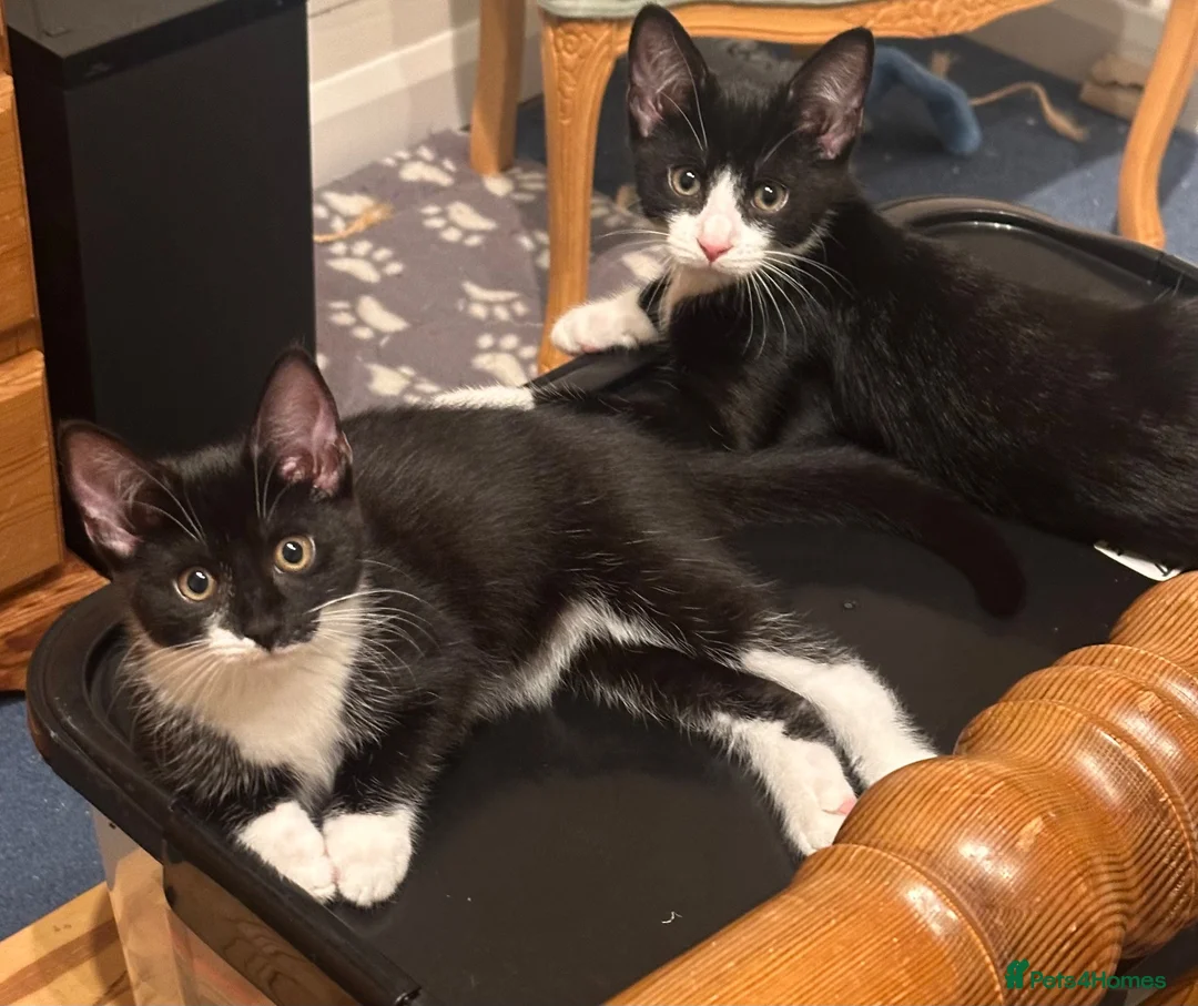 Mixed Breed cats for sale: Semi Feral Kittens in Newbury - Advert 1