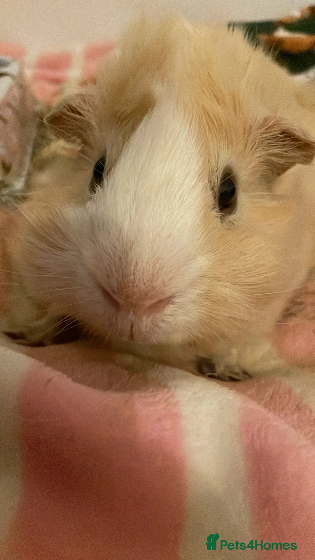 Guinea Pig rodents for sale: 4 males guinea pigs for adoption in Barking - Advert 2
