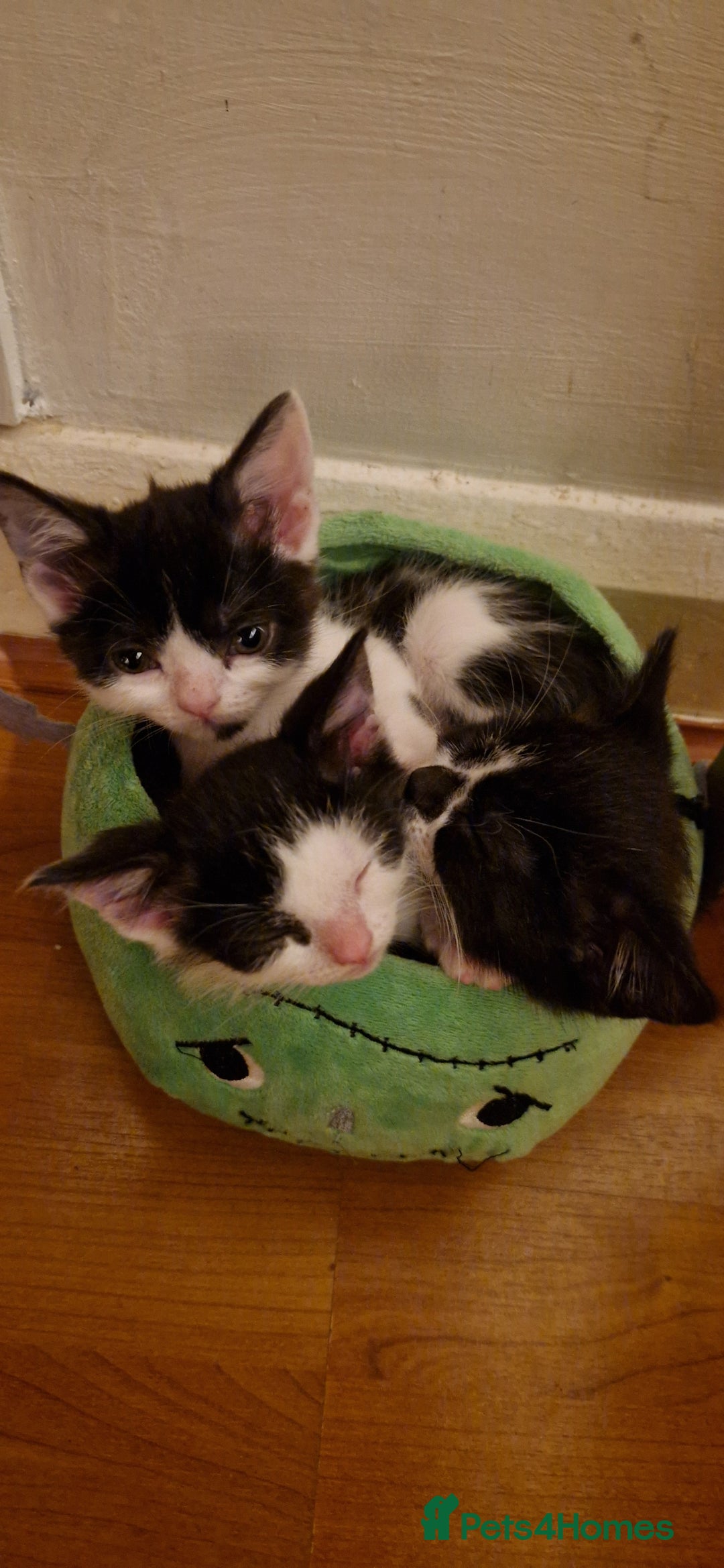 British Shorthair cats for sale: British shorthair mix looking for new home - Advert 9