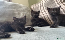 Domestic Shorthair cats for sale: 3 beautiful kittens  - Image 1