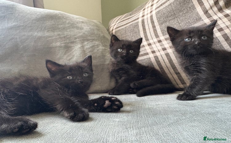 Domestic Shorthair cats - Advert 14