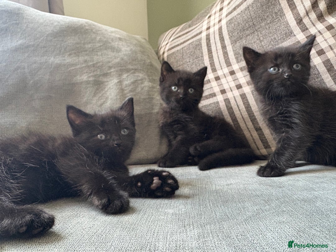 Domestic Shorthair cats for sale: 3 beautiful kittens  - Image 1