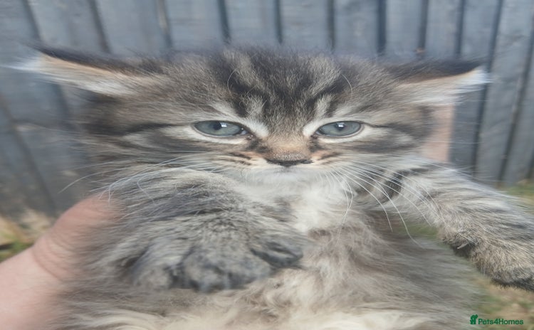 Mixed Breed cats - Advert 12