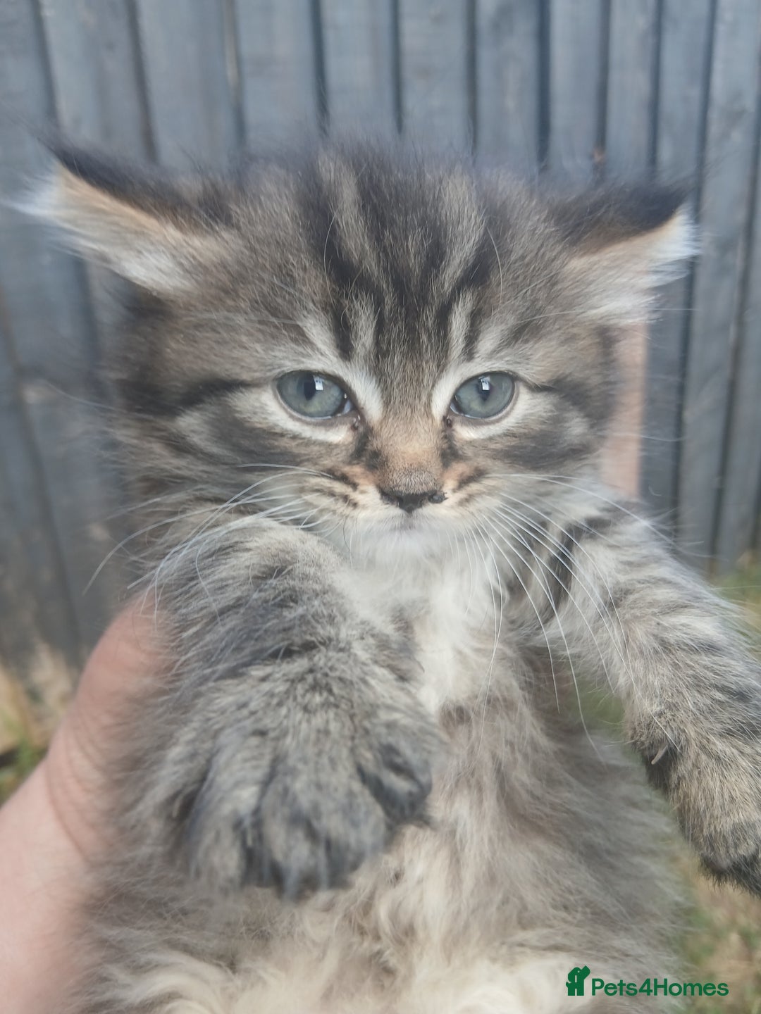 Mixed Breed cats for sale: Beautifully fluffy kittens - Image 1