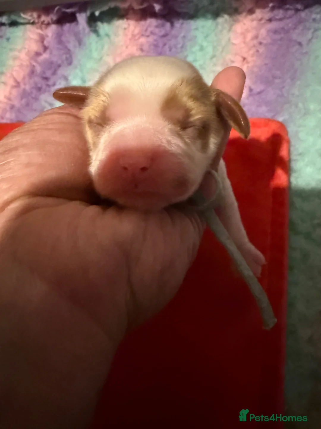 Cockalier dogs for sale: Fully health tested cockalier puppies.  - Advert 2