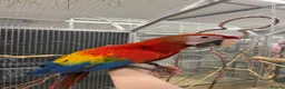 Macaws birds for sale: GORGEOUS VIBRANT BABY HANDREARED SCARLET  - Advert 3
