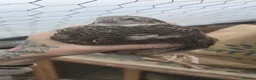 Quail poultry for sale: 3 female POL coturnix available  - Advert 6