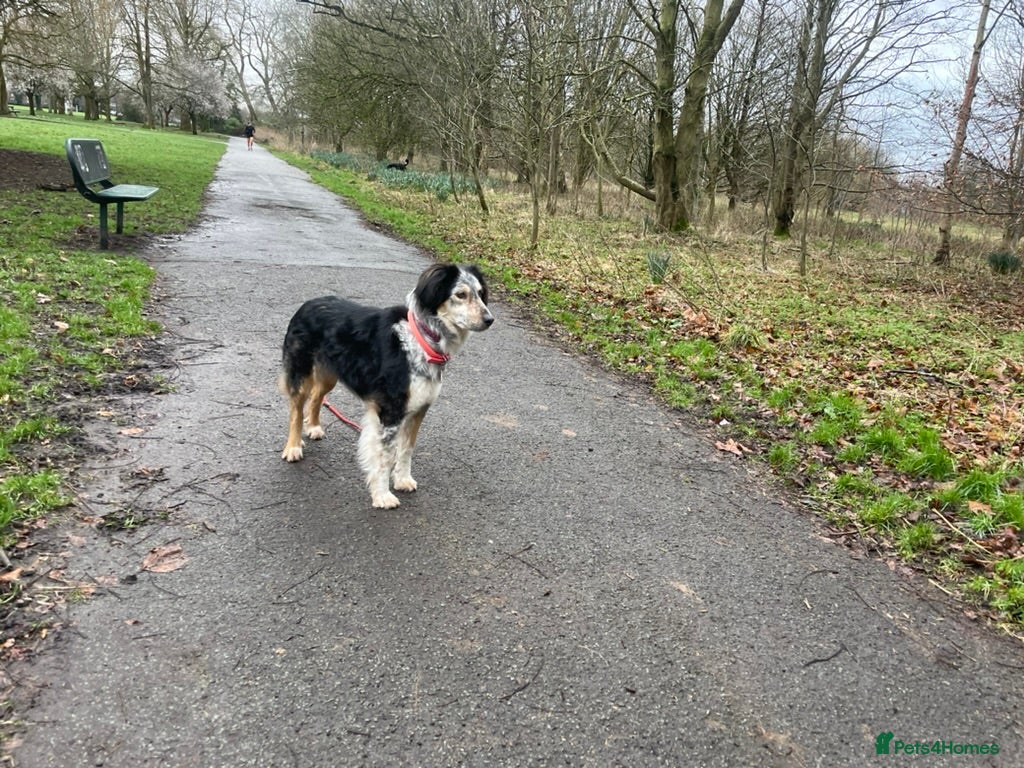 Mixed Breed dogs IRIS, a gentle dog of quiet nature - Advert 2