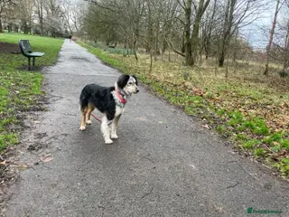 Mixed Breed dogs IRIS, a gentle dog of quiet nature - Advert 2