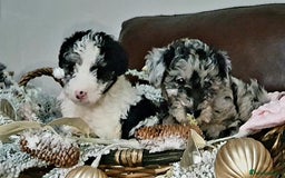 Mixed Breed dogs for sale: STUNNING FOODLE PUPPIES - Advert 12