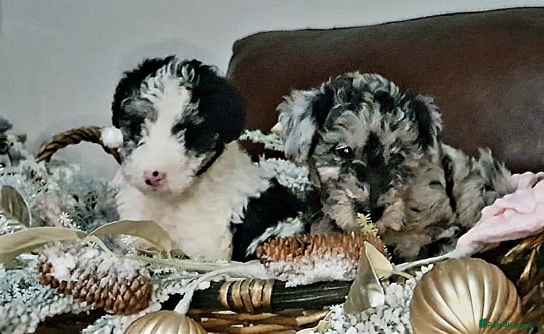 Mixed Breed dogs for sale: STUNNING FOODLE PUPPIES - Advert 12
