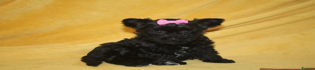 Queenie