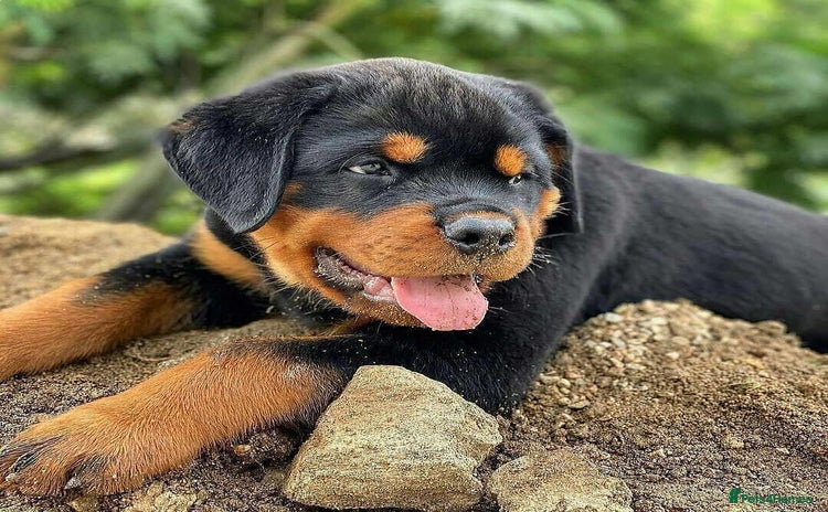Rottweiler dogs - Advert 1