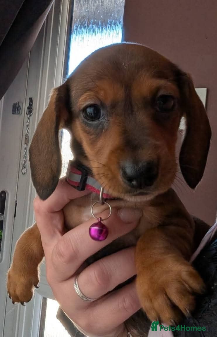Miniature Dachshund dogs Female miniature dashaund  - Advert 14