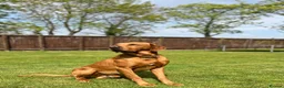 Labrador Retriever dogs for sale: KC Registered Fox Red Labrador Puppies - Advert 2