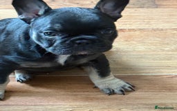 French Bulldog dogs for sale: 2 female French bulldog - ready soon  - Image 2