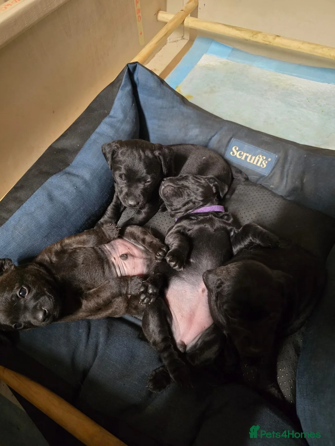 Patterdale Terrier dogs for sale: Beautiful Patterdale pups  - Advert 7