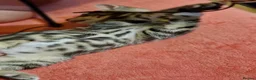Bengal cats for sale: Bengal mix kittens for sale 10 weeks old  - Advert 6
