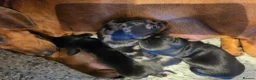 Miniature Dachshund dogs for sale: MINIATURE DACHSHUNDS TO FIND THEIR FOREVER HOME 🏡 - Advert 28