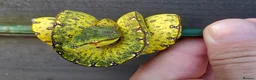 Python Snake reptiles for sale: Green tree pythons ukcb26 in Beccles - Advert 2
