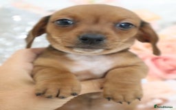 Miniature Dachshund dogs for sale: Miniature Dachshund Puppies - Image 11