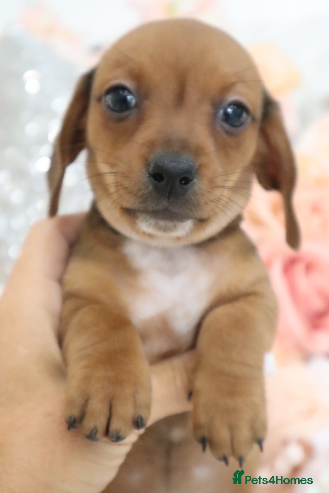 Miniature Dachshund dogs for sale: Miniature Dachshund Puppies - Image 11