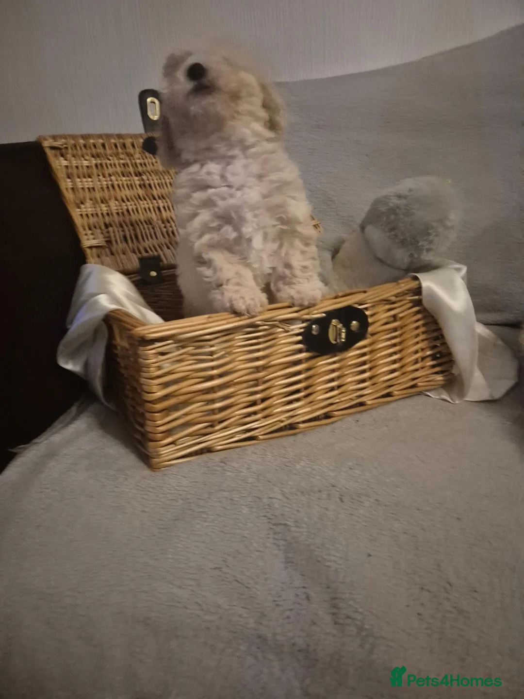 Maltipoo dogs for sale: Stunning Toy Maltipoo pups DNA Health tested CLEAR - Advert 1