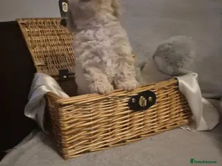 Maltipoo dogs Stunning Toy Maltipoo pups DNA Health tested CLEAR - Advert 1