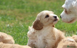 Cavapoochon dogs for sale: Beautiful Cavapoochon puppies for sale - Image 11