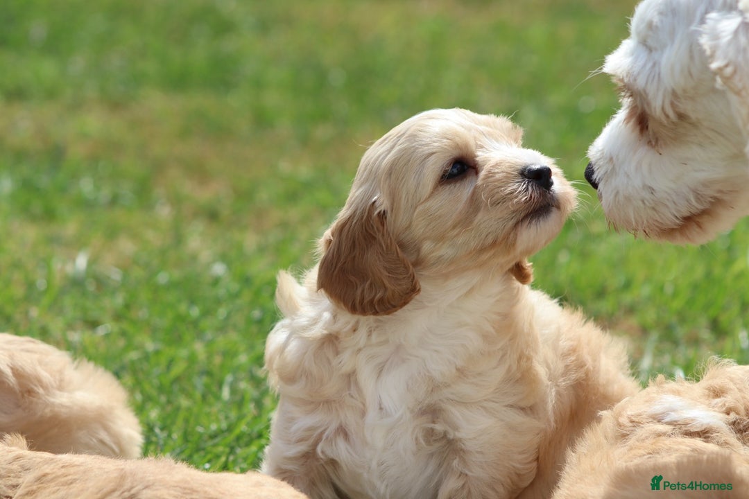 Cavapoochon dogs for sale: Beautiful Cavapoochon puppies for sale - Image 11