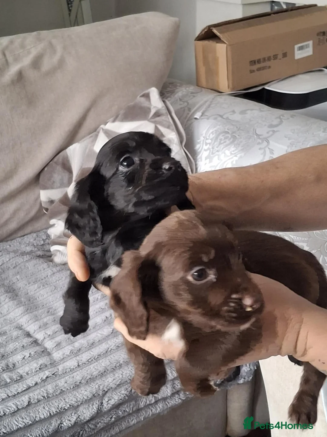 Cocker Spaniel dogs for sale: A beautiful litter of cocker spaniels  - Advert 7