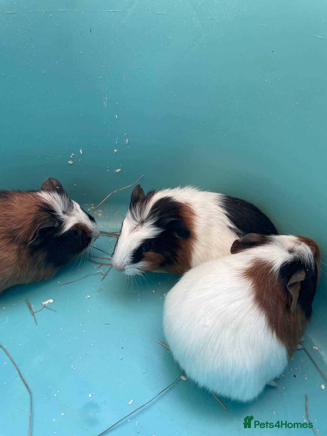 Guinea Pig rodents for sale: Baby crested Guinea Pigs.  - Advert 3