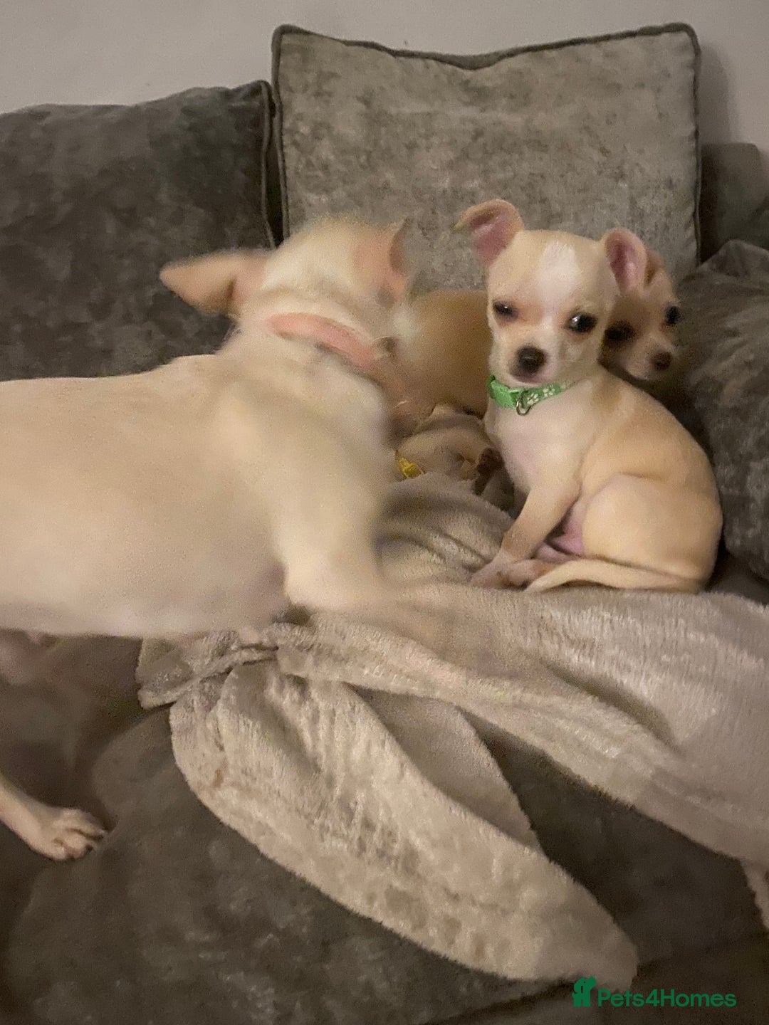 Chihuahua dogs for sale: CHIHUAHUA PUPPIES 2 BOYS 2 GIRLS READY TO LEAVE - Advert 9