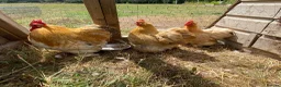 Chickens poultry for sale: Trio buff perkin bantams  - Advert 3