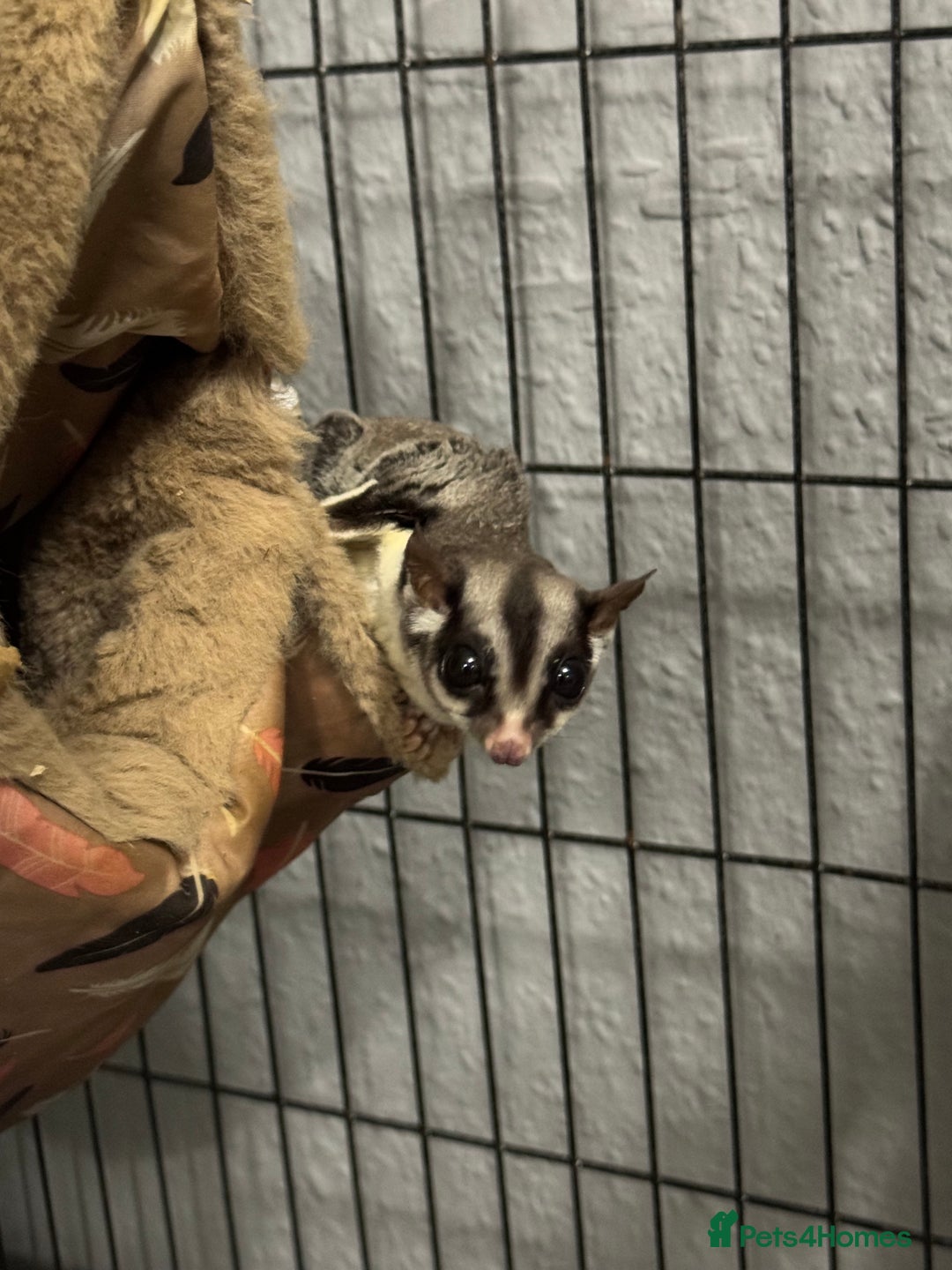 Sugar Glider rodents for sale: Two female sugar gliders with full set up - Image 12