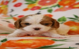Cavalier King Charles Spaniel dogs for sale: 7 Puppies ready for reservations - Image 26