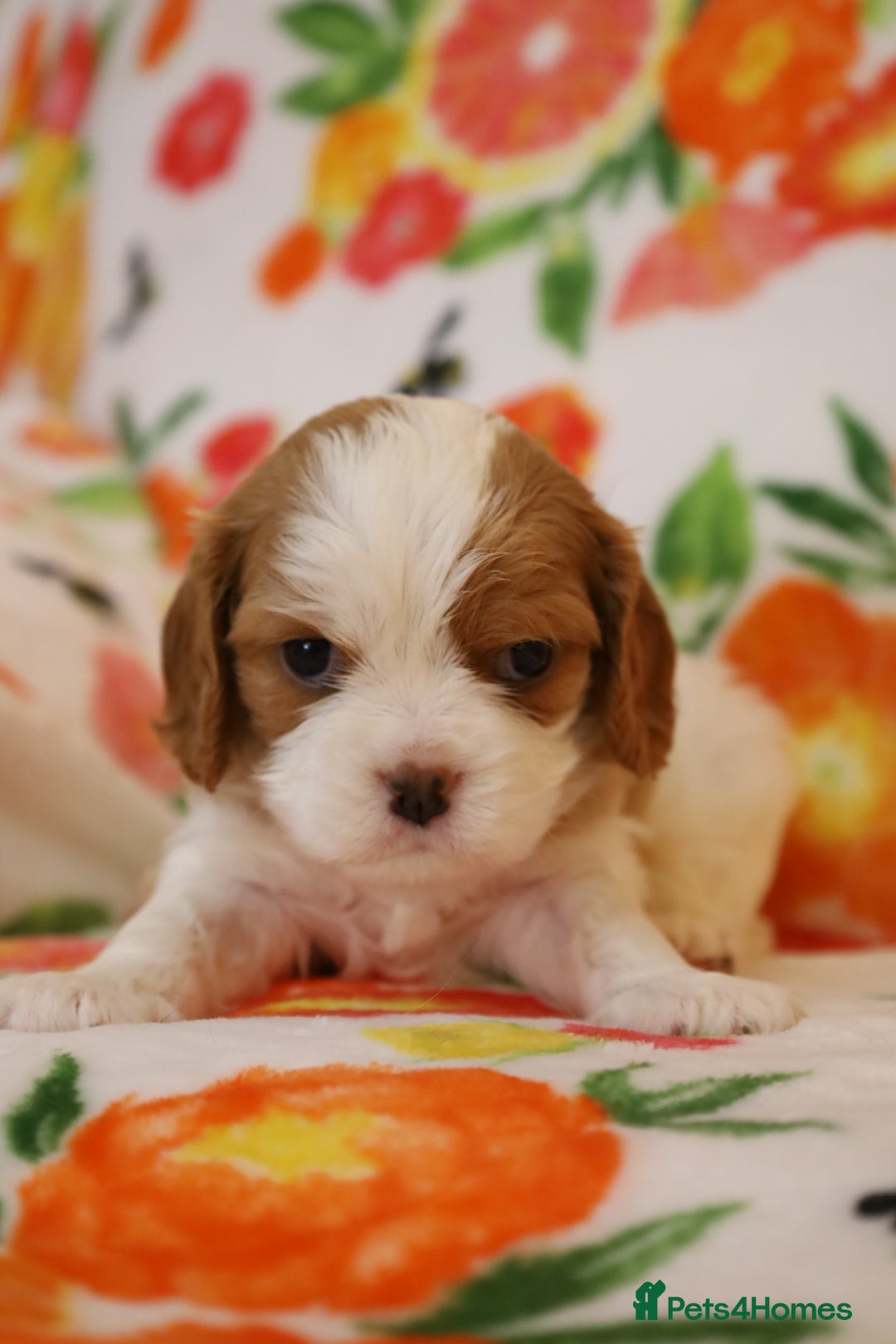 Cavalier King Charles Spaniel dogs for sale: 7 Puppies ready for reservations - Image 26