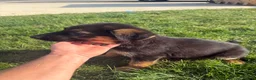 German Shepherd dogs for sale: German Shepard puppies  - Advert 7