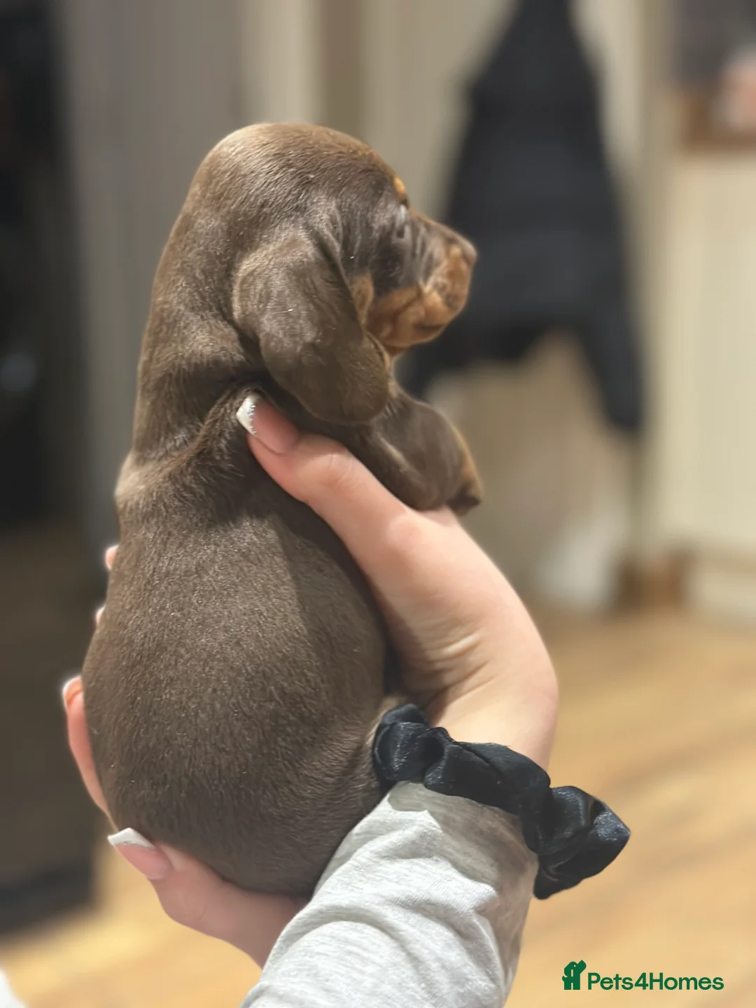 Dachshund dogs for sale: Genuine tiny Kaninchen Dachshund Puppies  - Advert 9