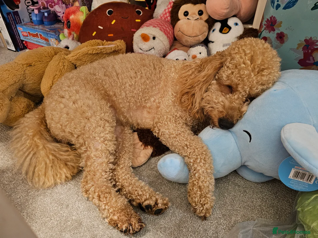 Toy Poodle dogs for sale: Now Ready for their forever loving home - Advert 13
