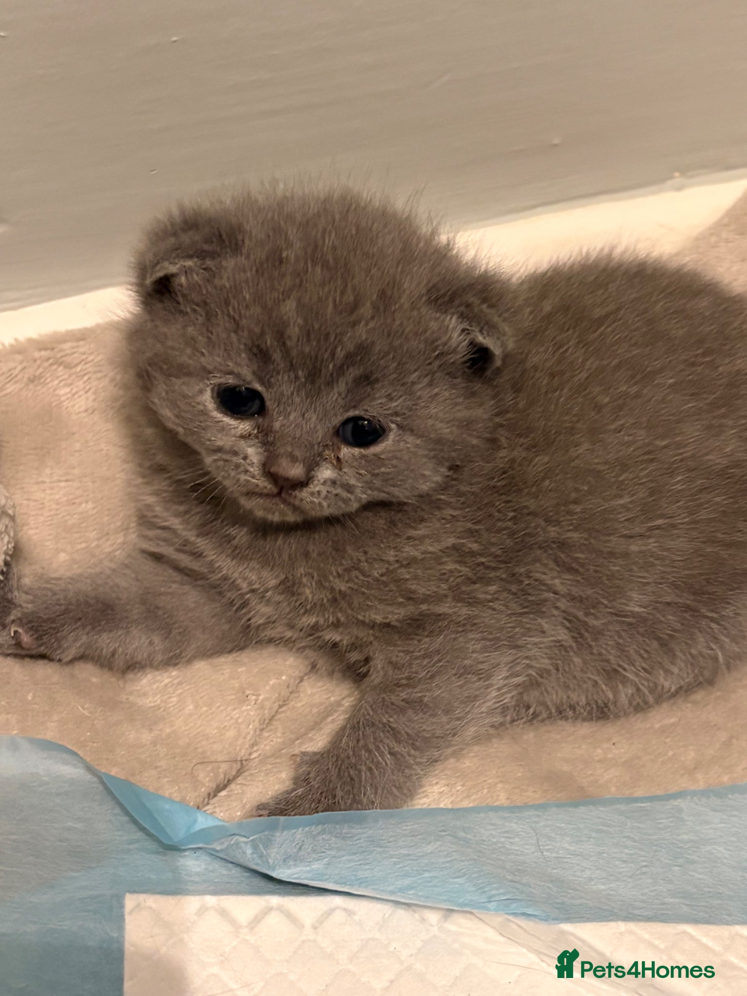 British Shorthair cats for sale: British Shorthair Kittens in Poole - Advert 2