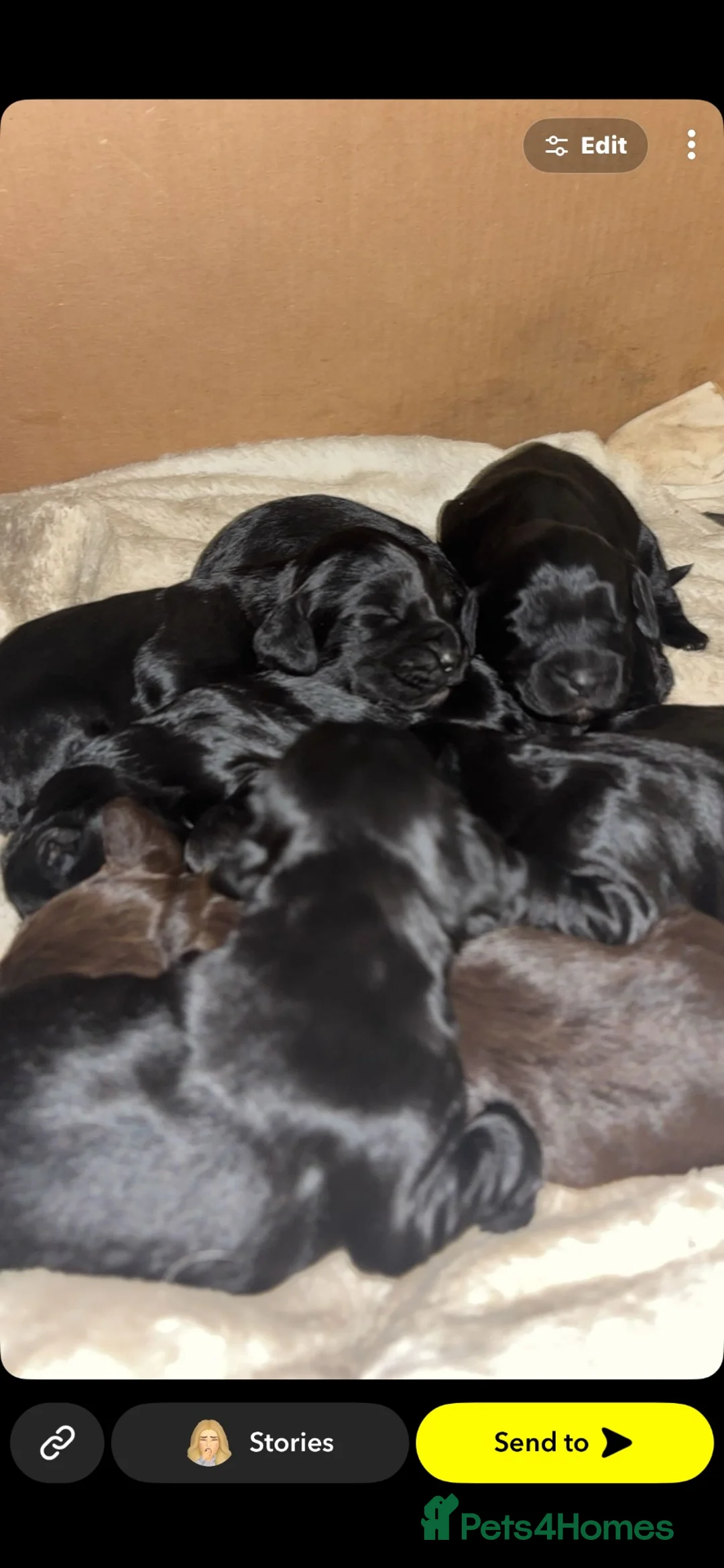 Cocker Spaniel dogs for sale: Show x working cocker spaniel litter  - Advert 2